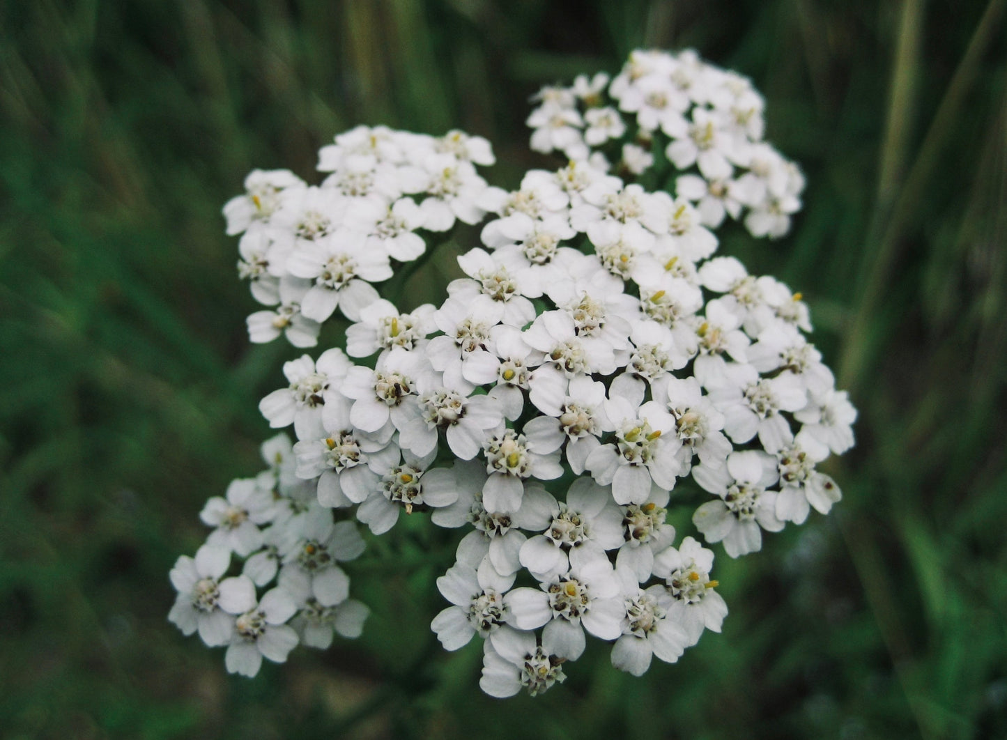 White Yarrow (Achillea millefolium)