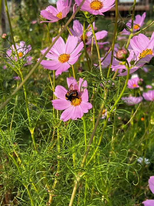 Dancing with Petticoats Cosmos