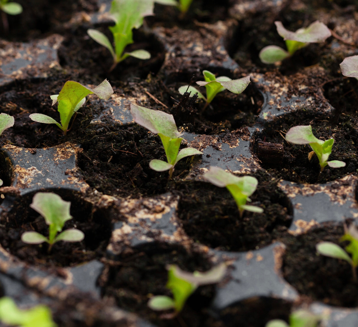 Cracoviensis Lettuce