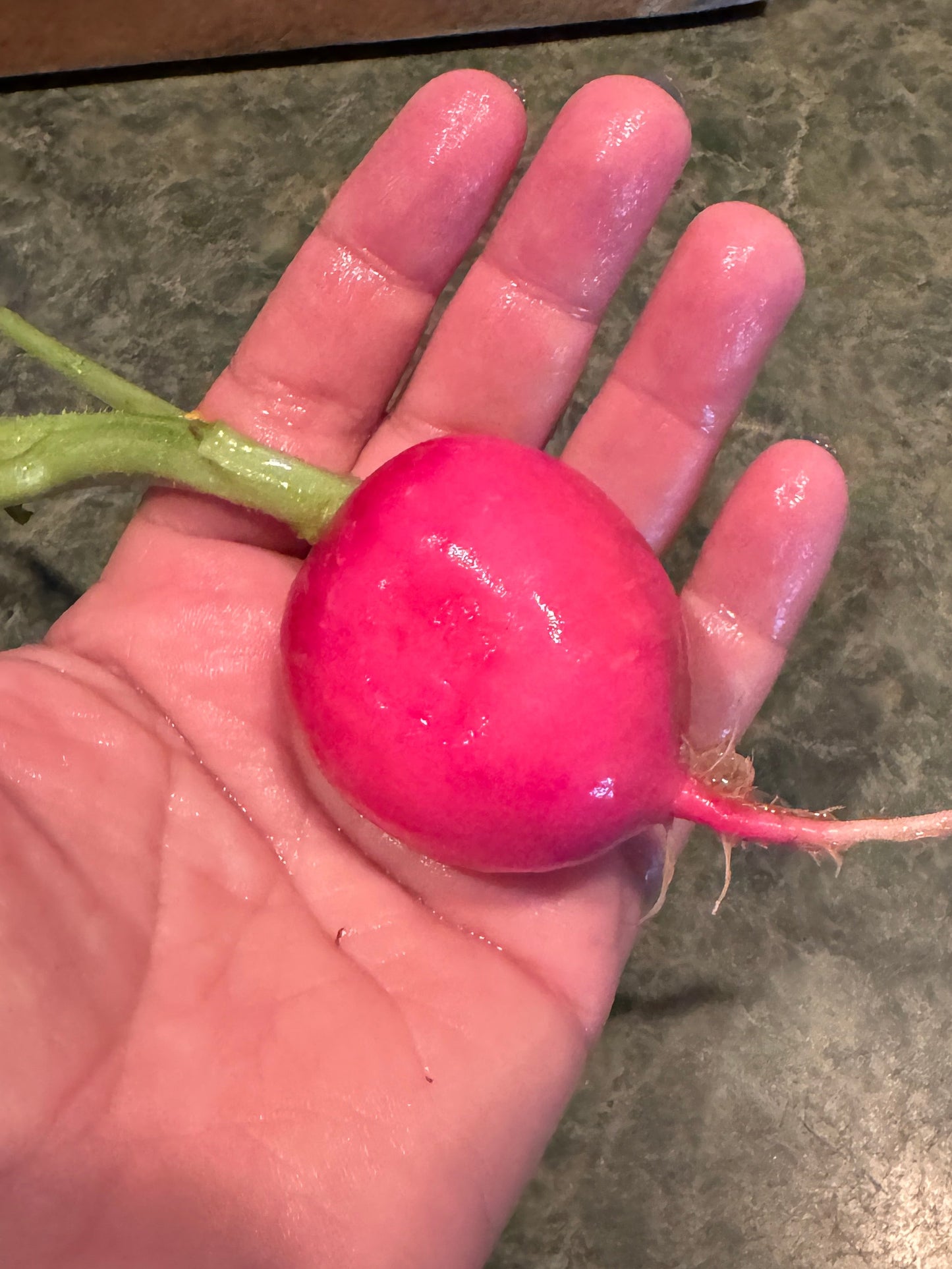 Pink Lady Slipper Radish