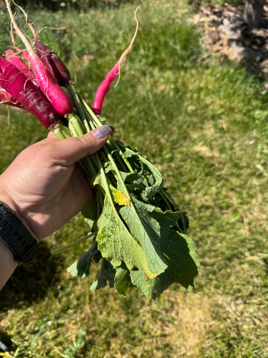 Cincinnati Market Radish