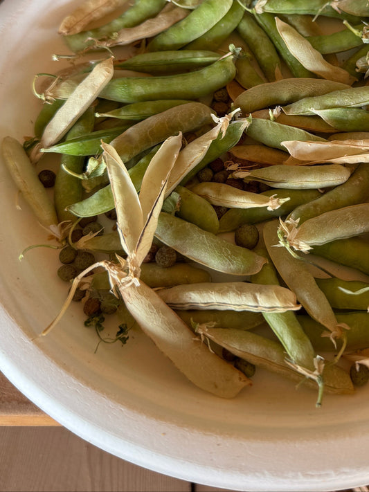 Amish Snap Pea