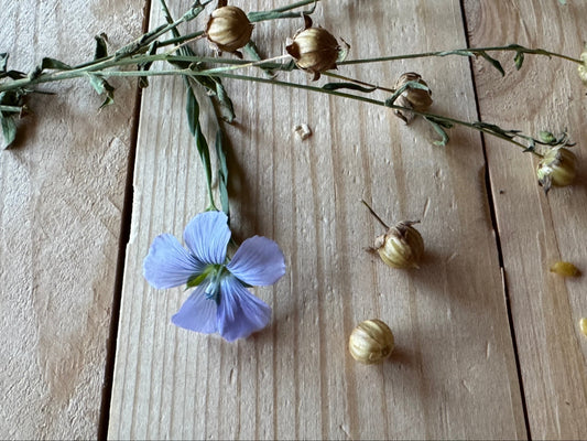 Golden Flax