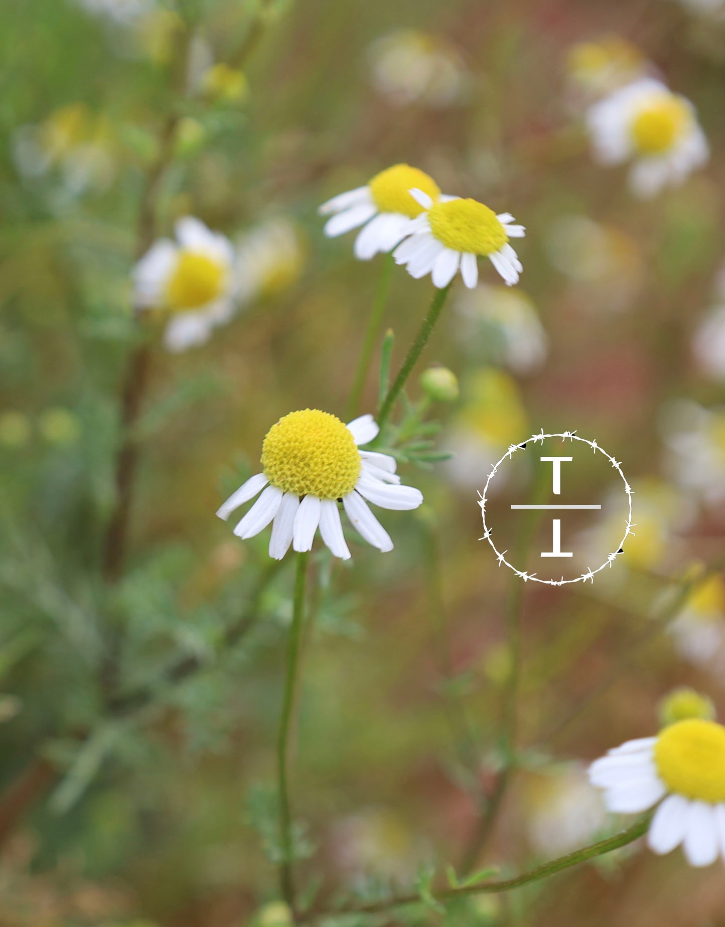 German Chamomile
