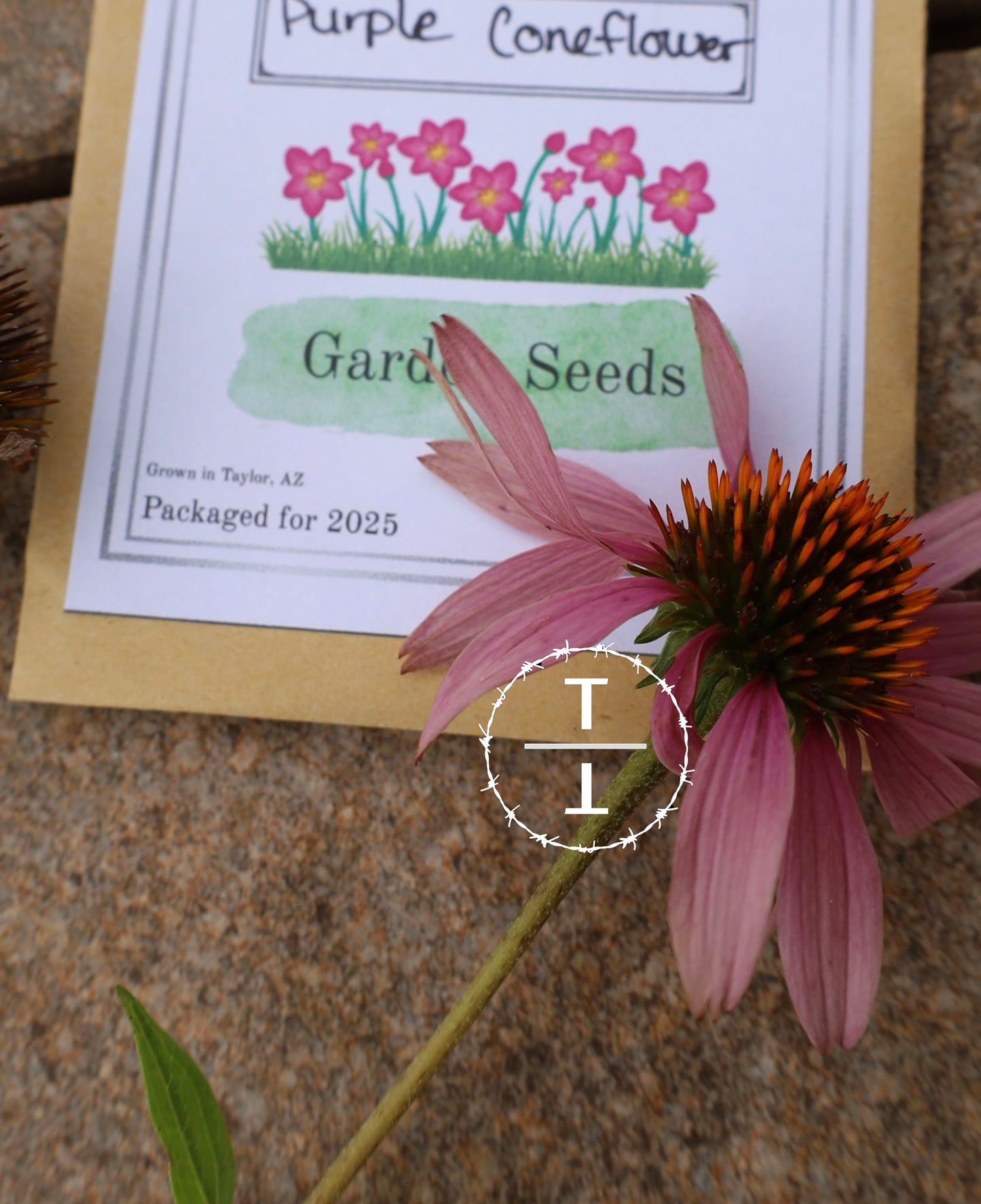 Purple Coneflower