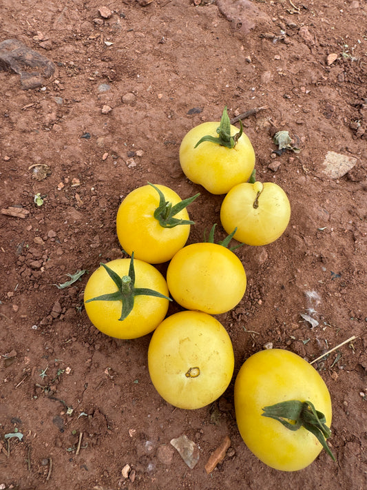 Super Snow White Tomato