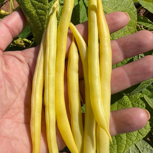 Gold Rush Yellow Bush Bean