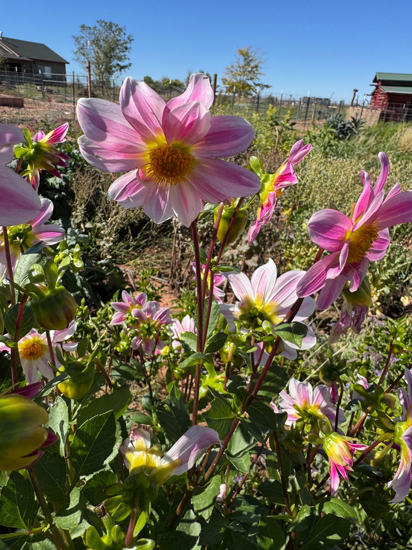 Bunny Ears Inspired (Seed Dahlia)