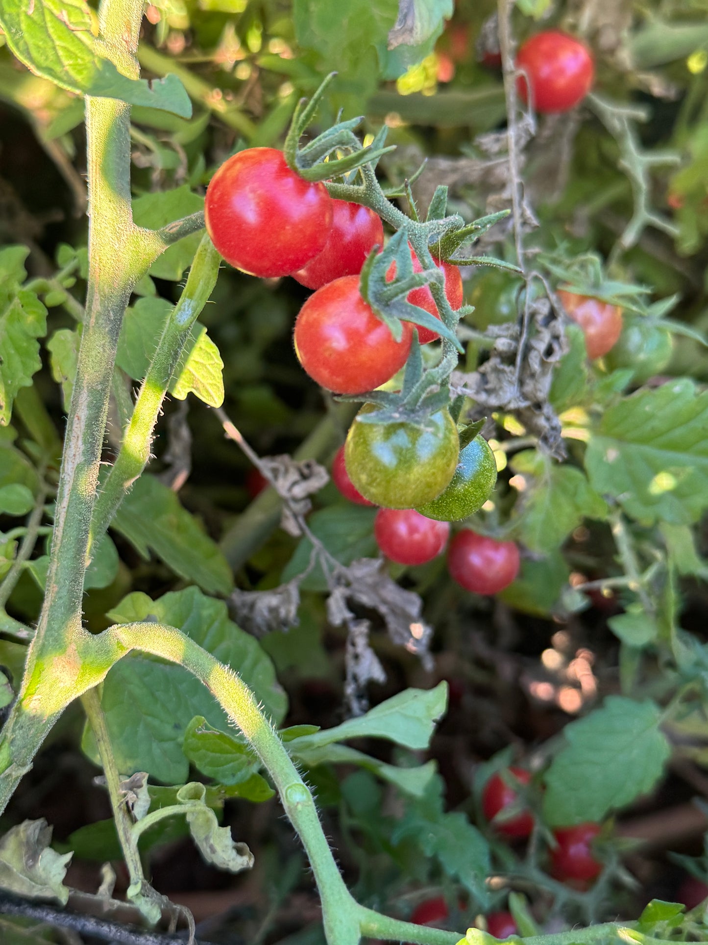Wild Everglades Tomato