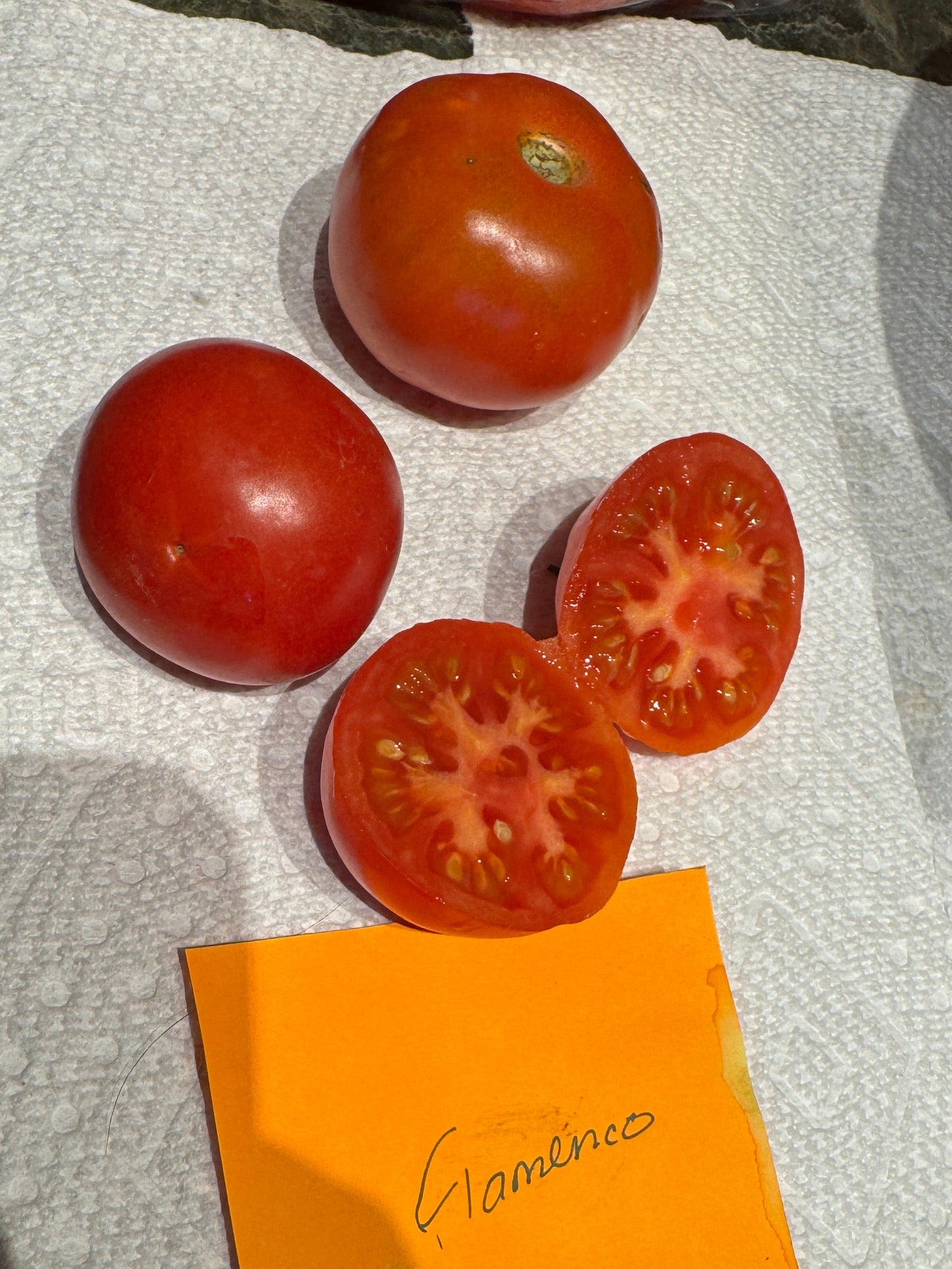 Flamenco Tomato