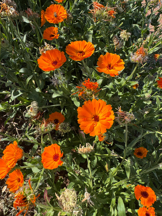 Pennsylvania Dutch Calendula