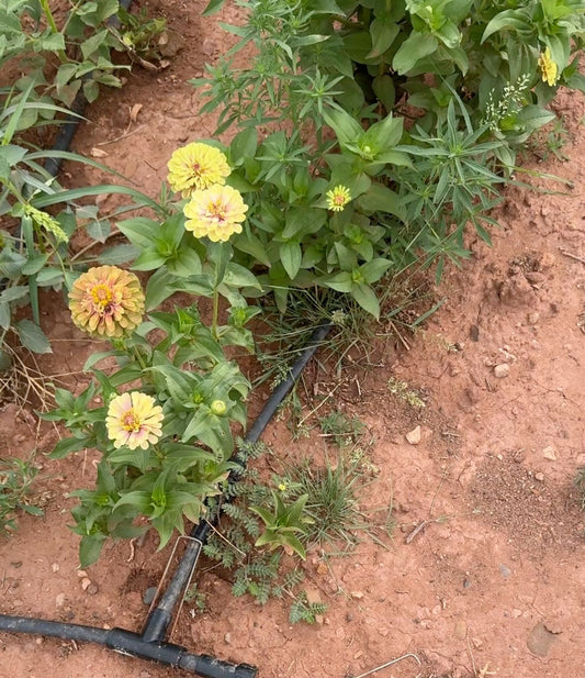 Queeny Lime Blush Zinnia