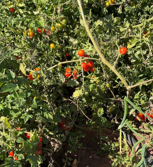 Ciudad Victoria Tomato