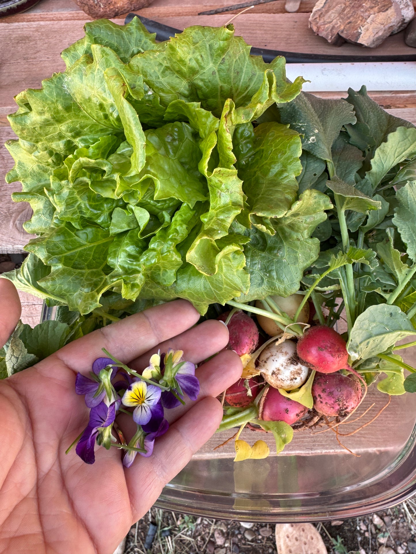 Nevada Lettuce