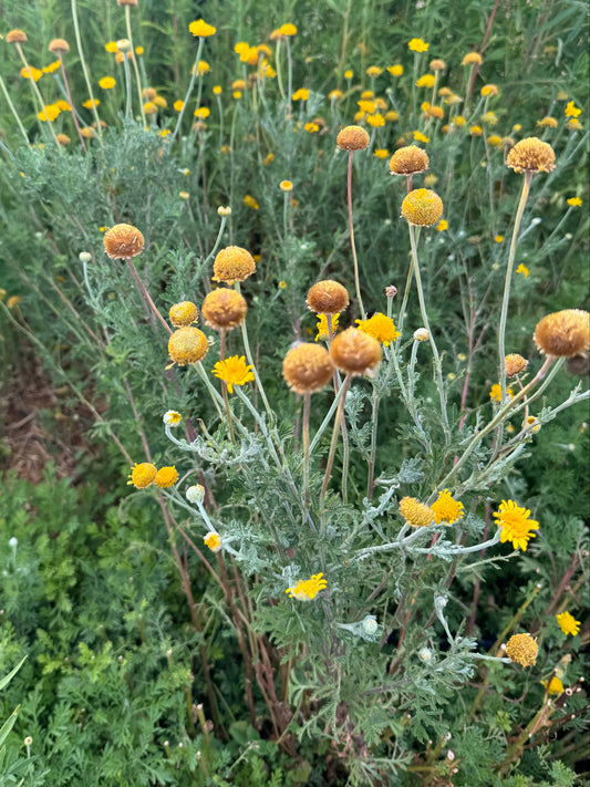 Dyers Chamomile