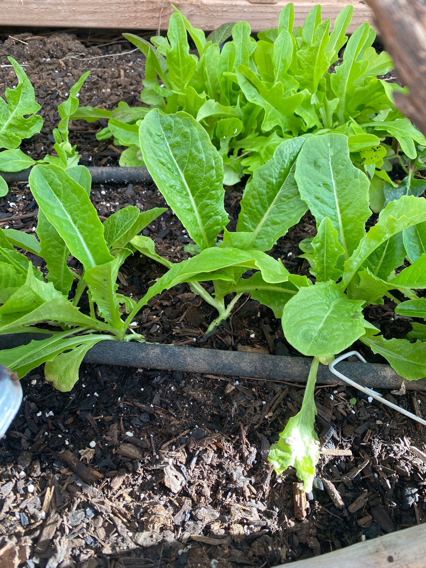 Gold Rush Lettuce