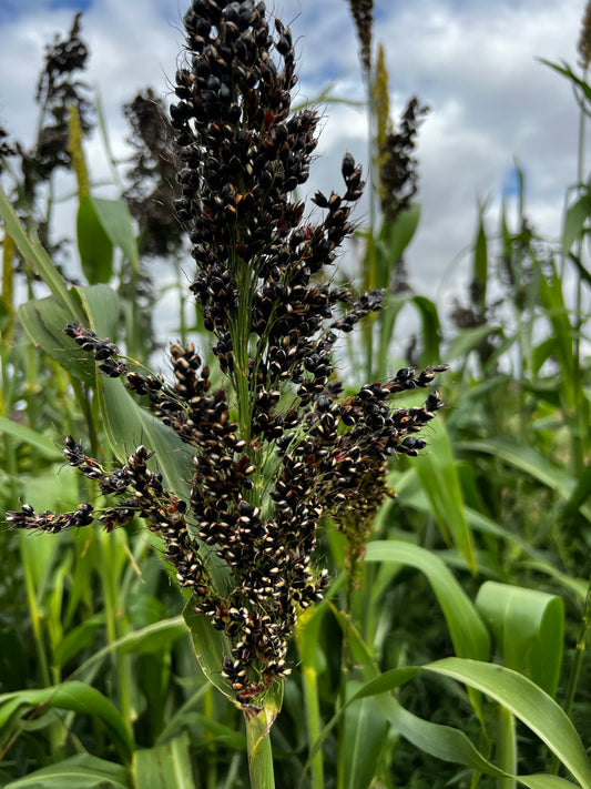 Black Amber Cane Sorghum