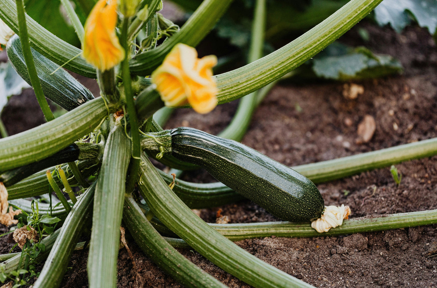 Black Beauty Zucchini