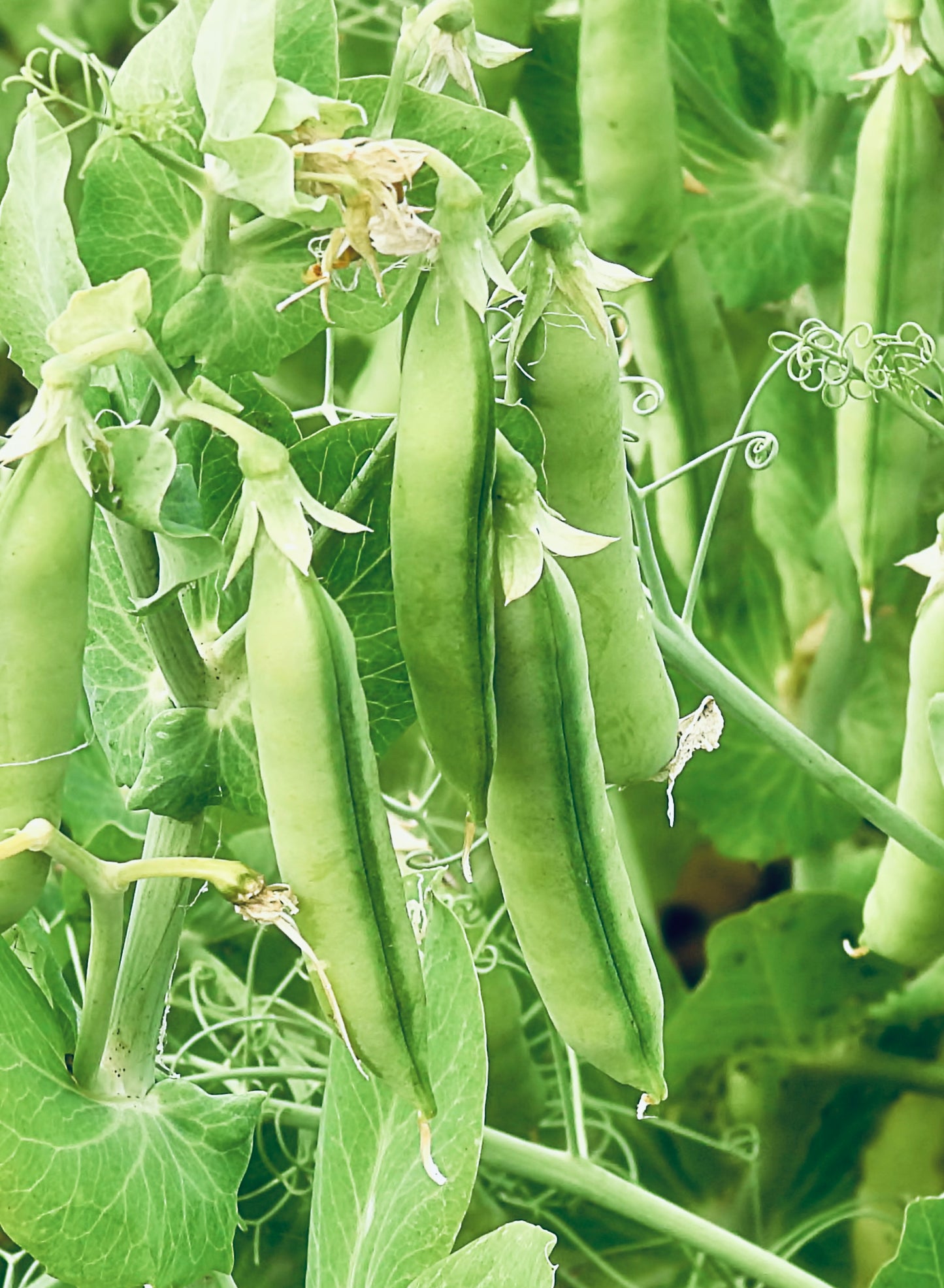Amish Snap Pea