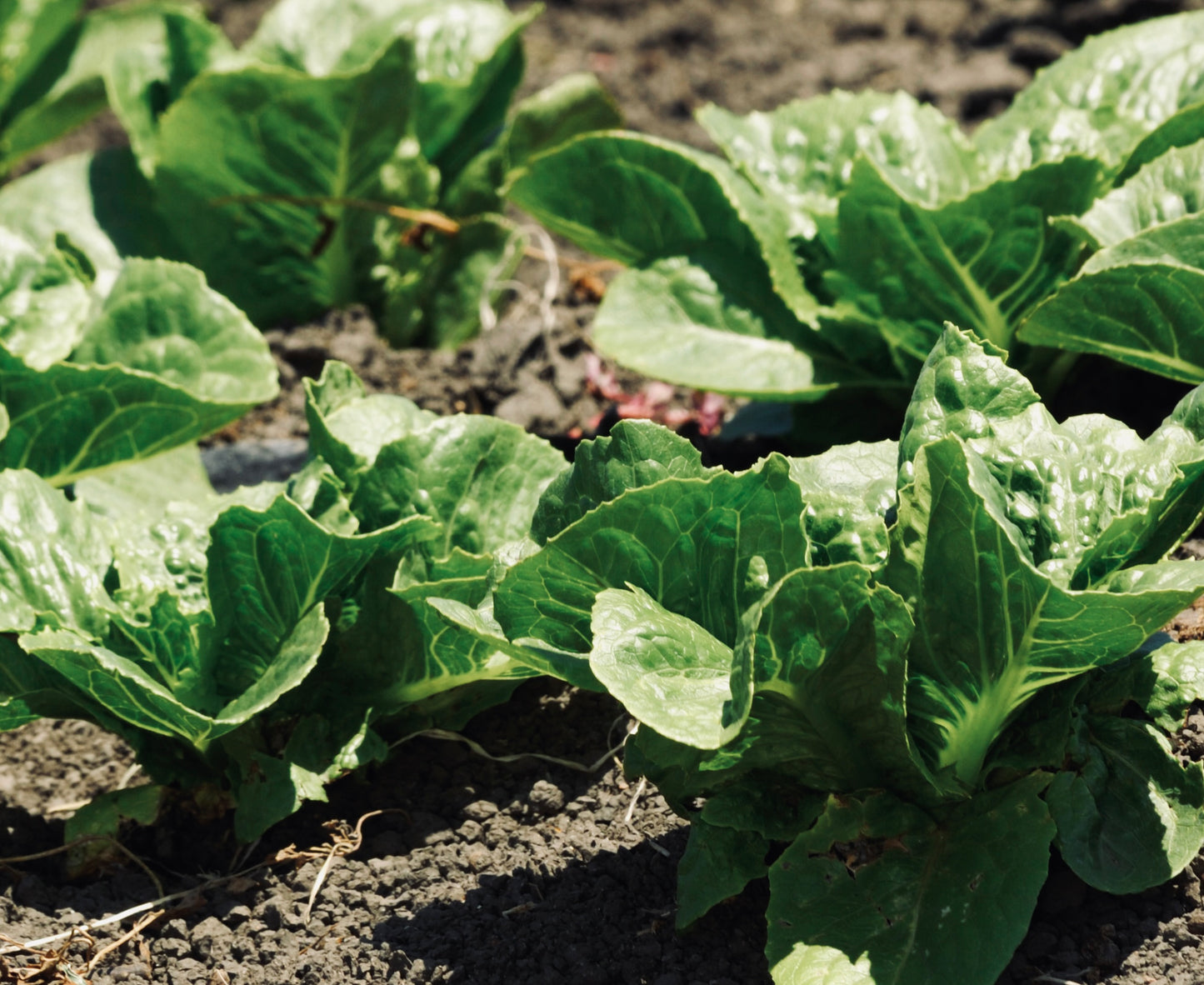Jericho Lettuce
