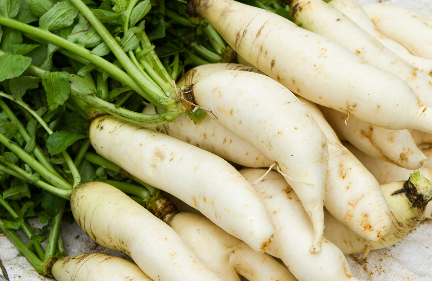 Daikon Radish
