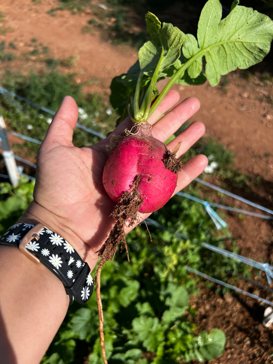 Pink Lady Slipper Radish