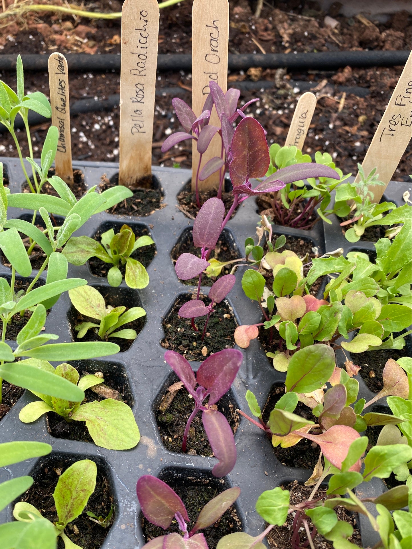 Red Orach