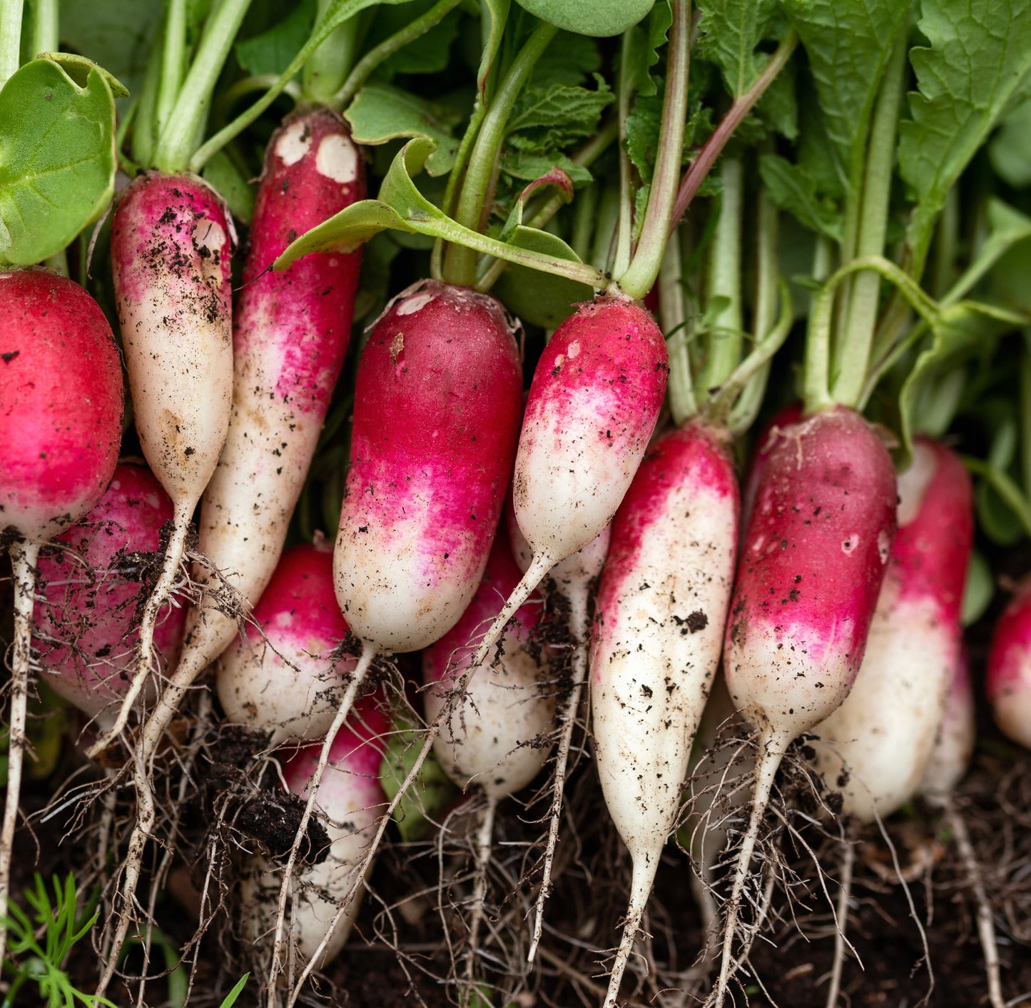 French Breakfast Radish