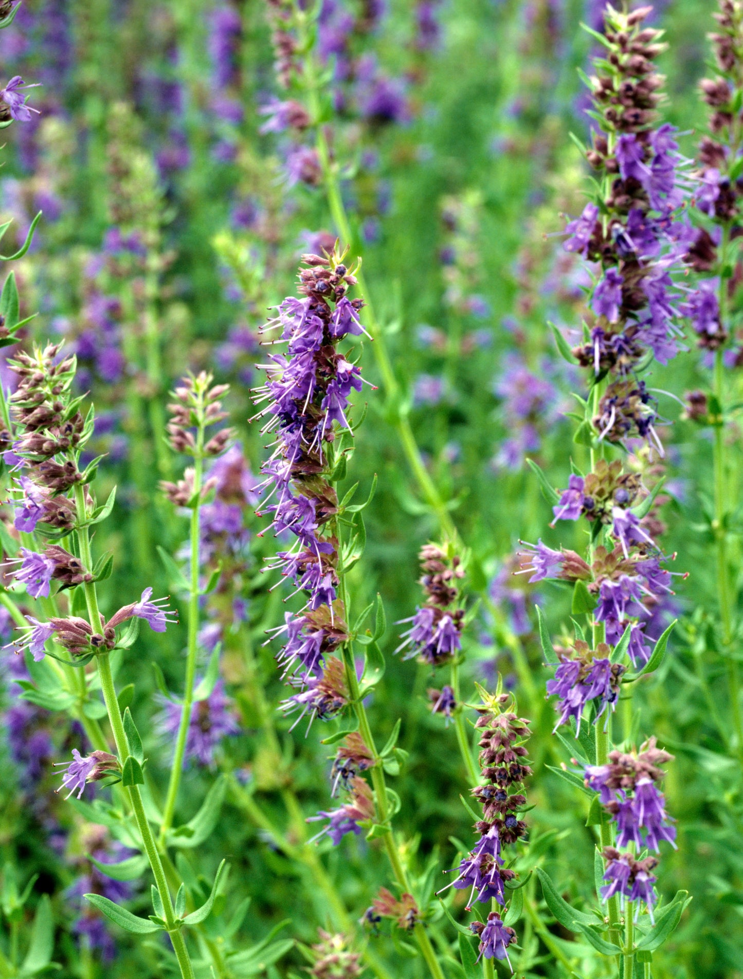 Blue Hyssop