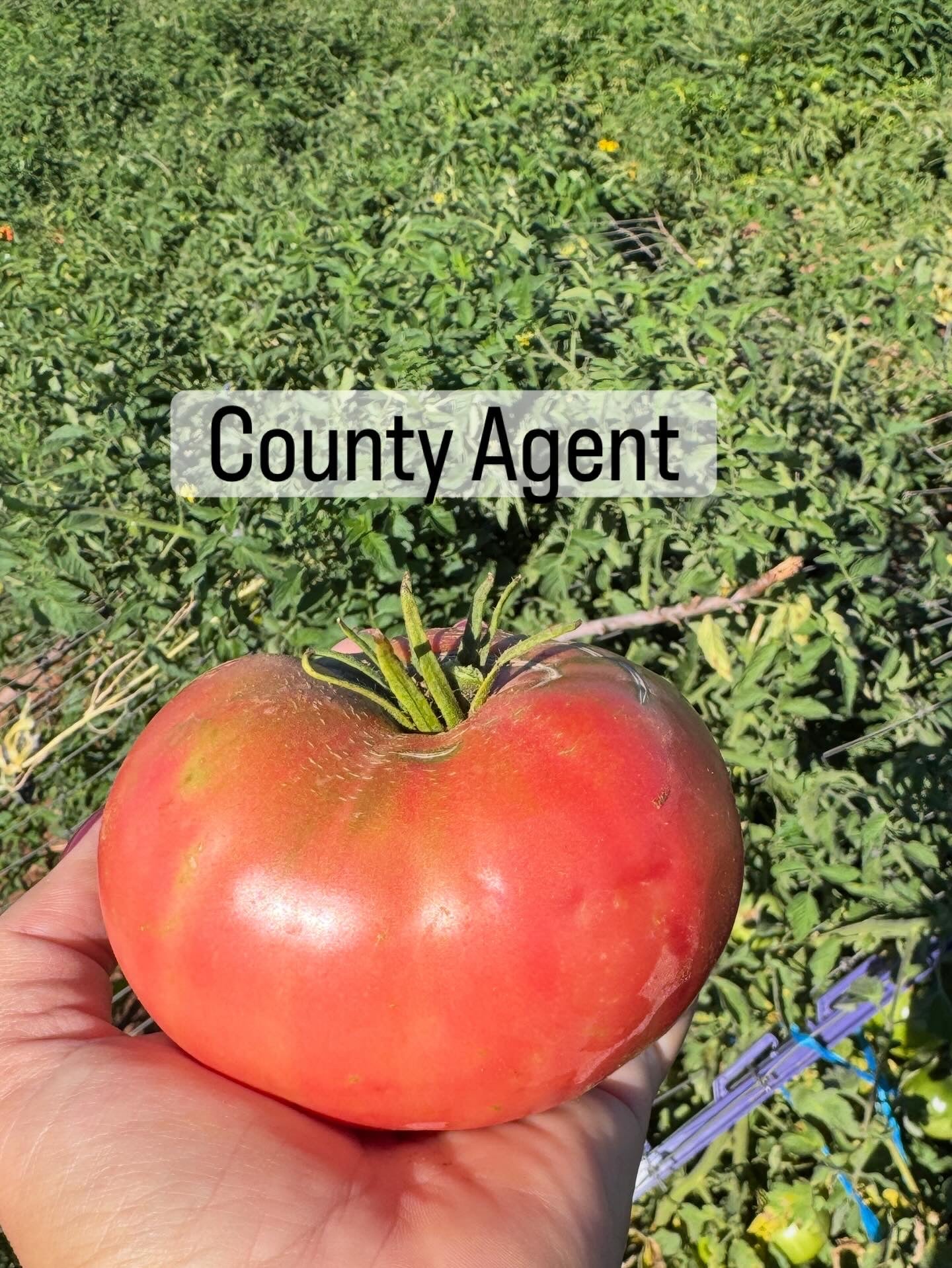 County Agent Tomato
