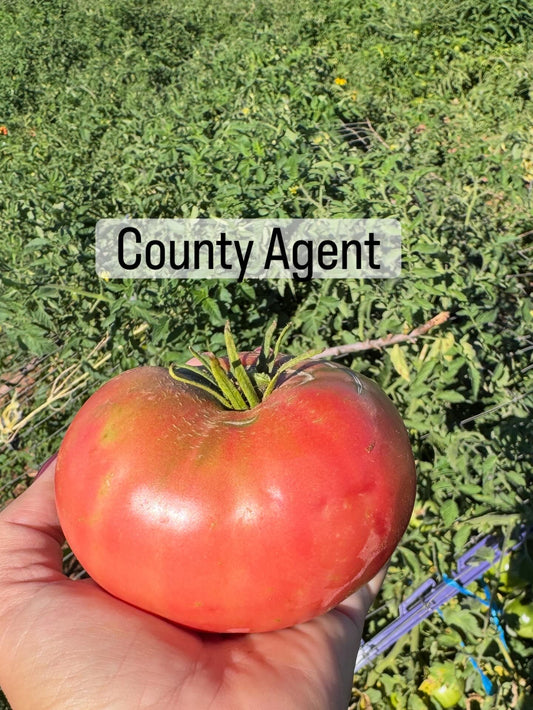 County Agent Tomato
