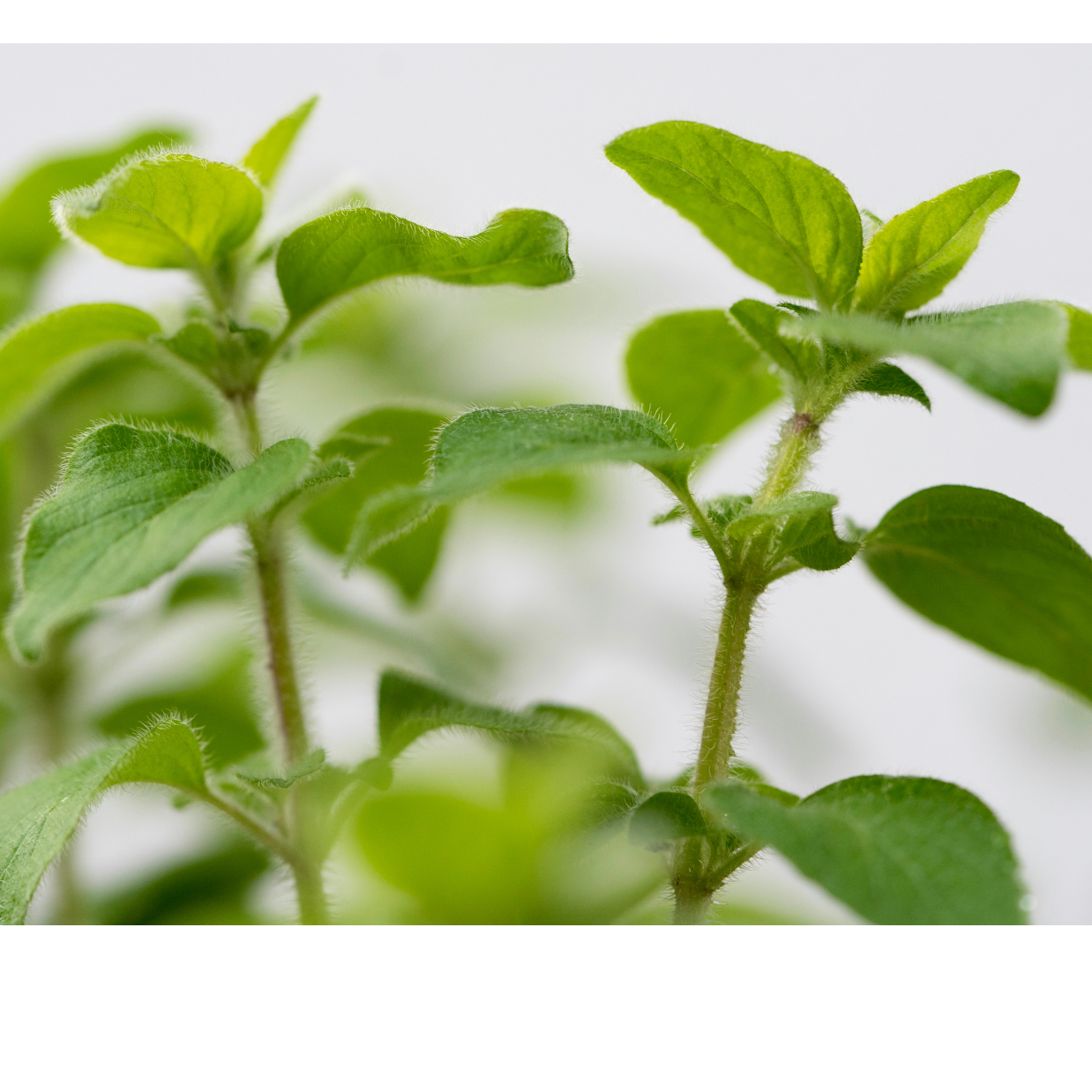 Greek Oregano