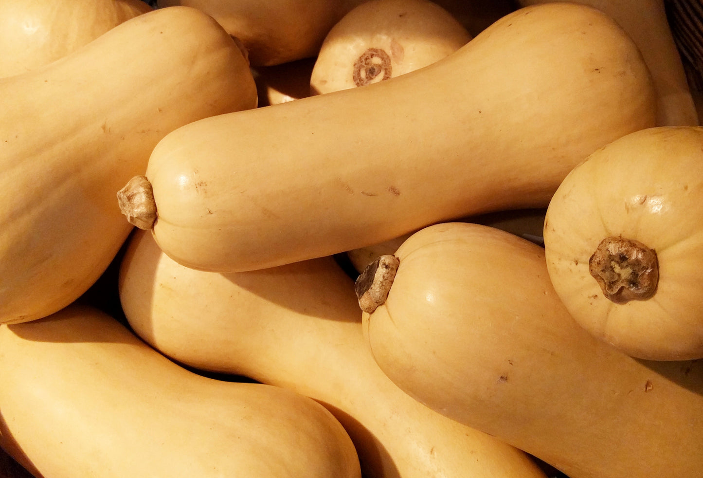 Waltham Butternut Squash