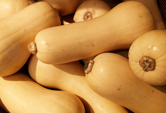 Waltham Butternut Squash