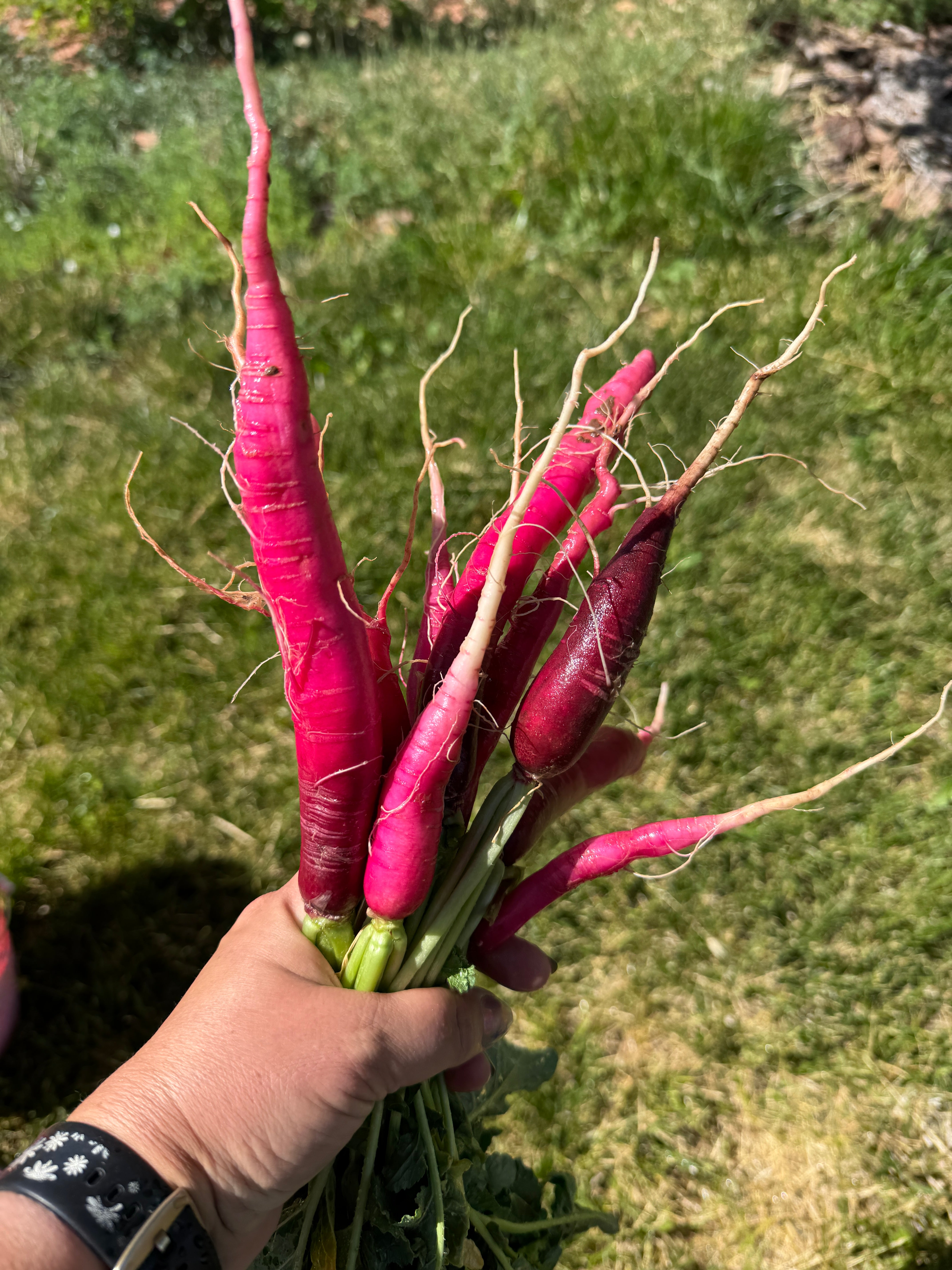 Cincinnati Market Radish – Double T Bar Farm Store