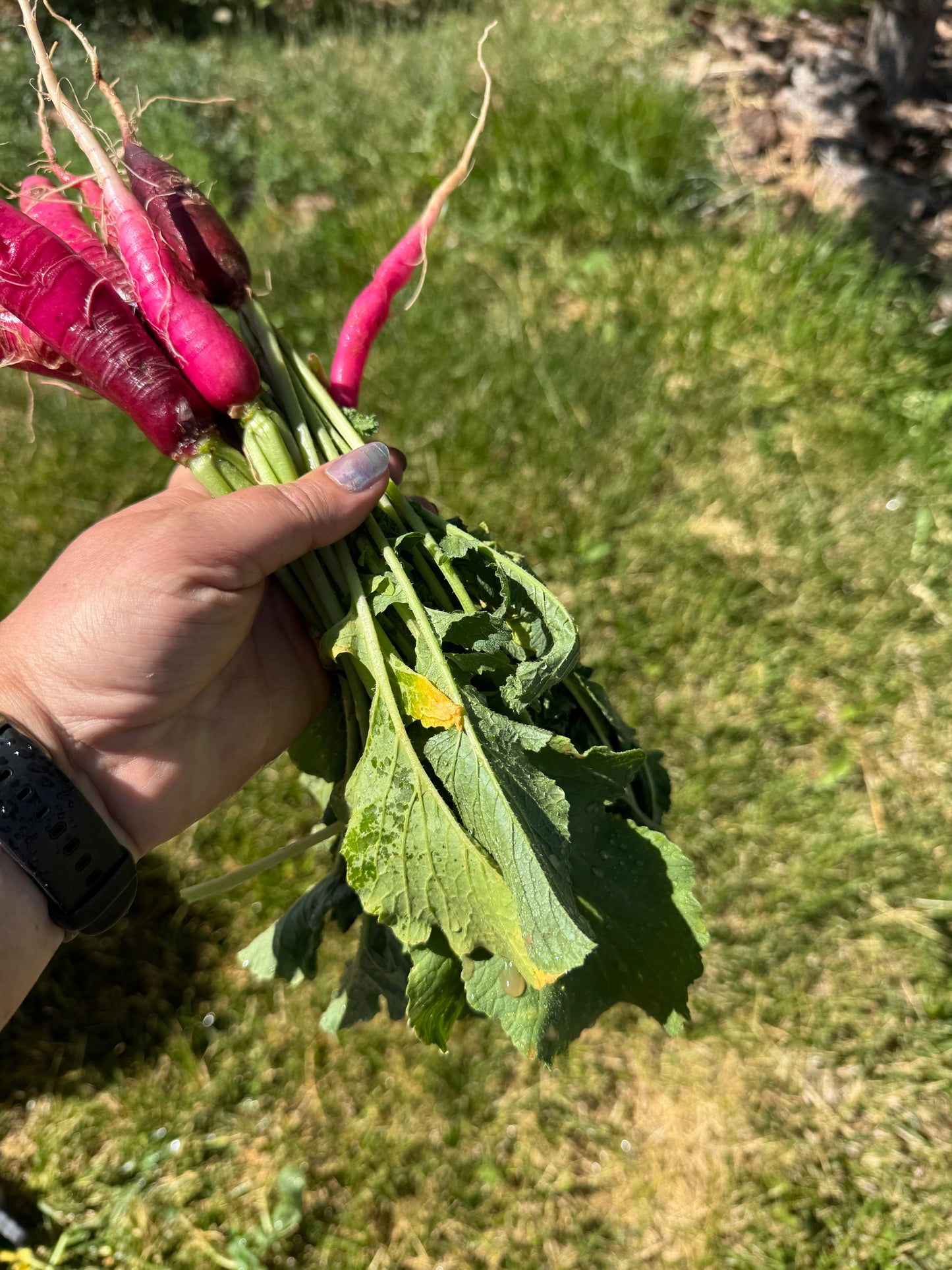 Cincinnati Market Radish