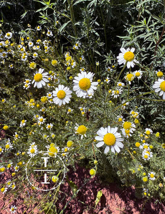 German Chamomile