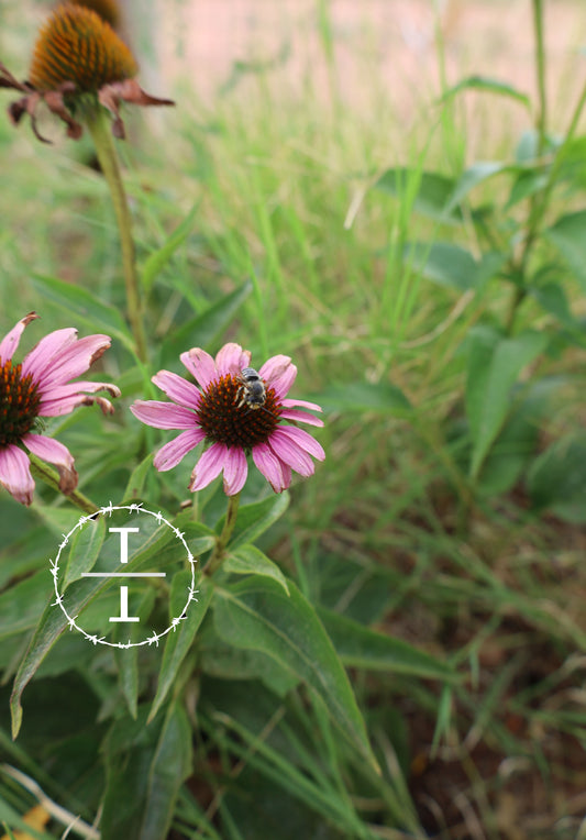 Purple Coneflower