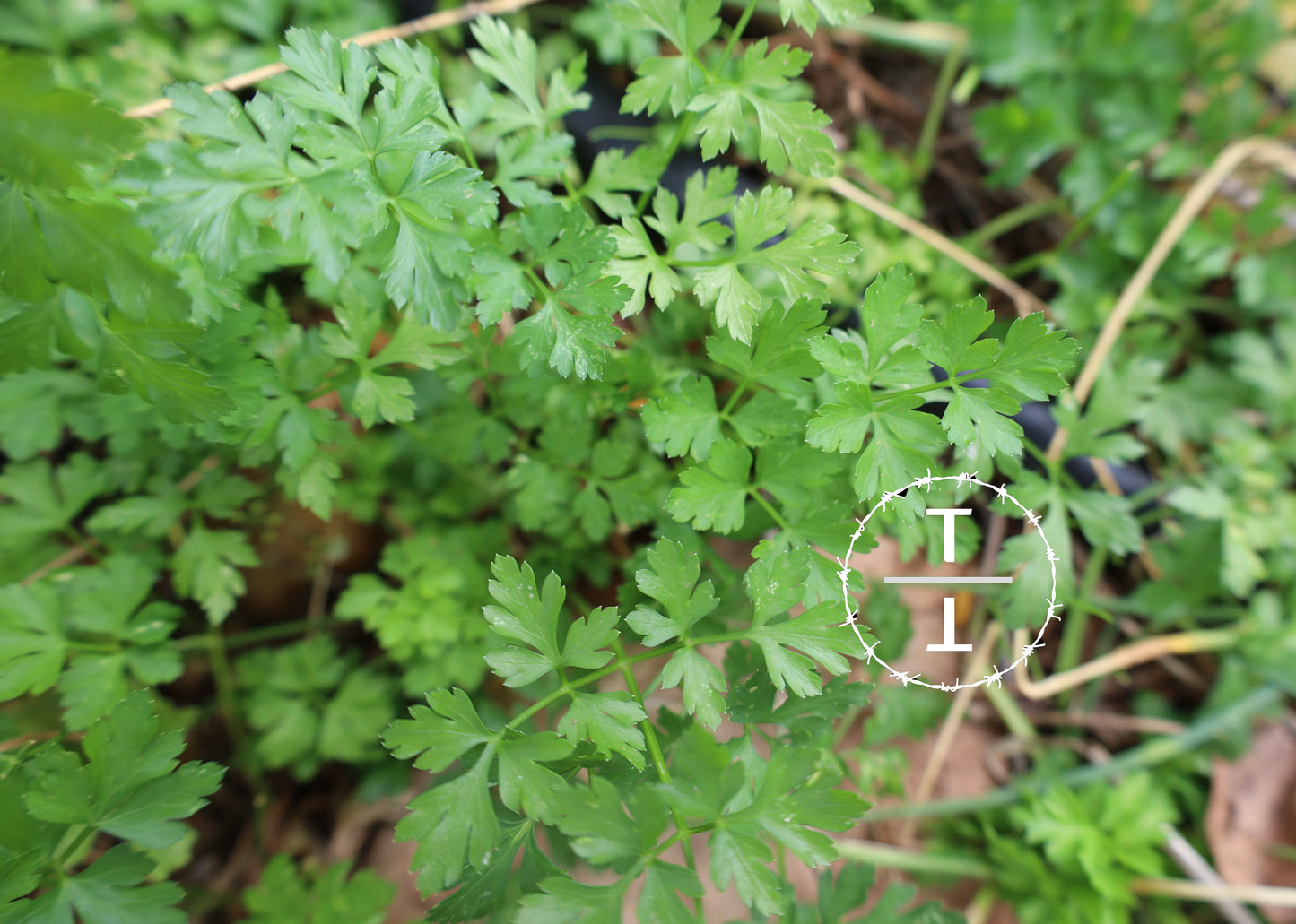 Flat Leaf Parsley
