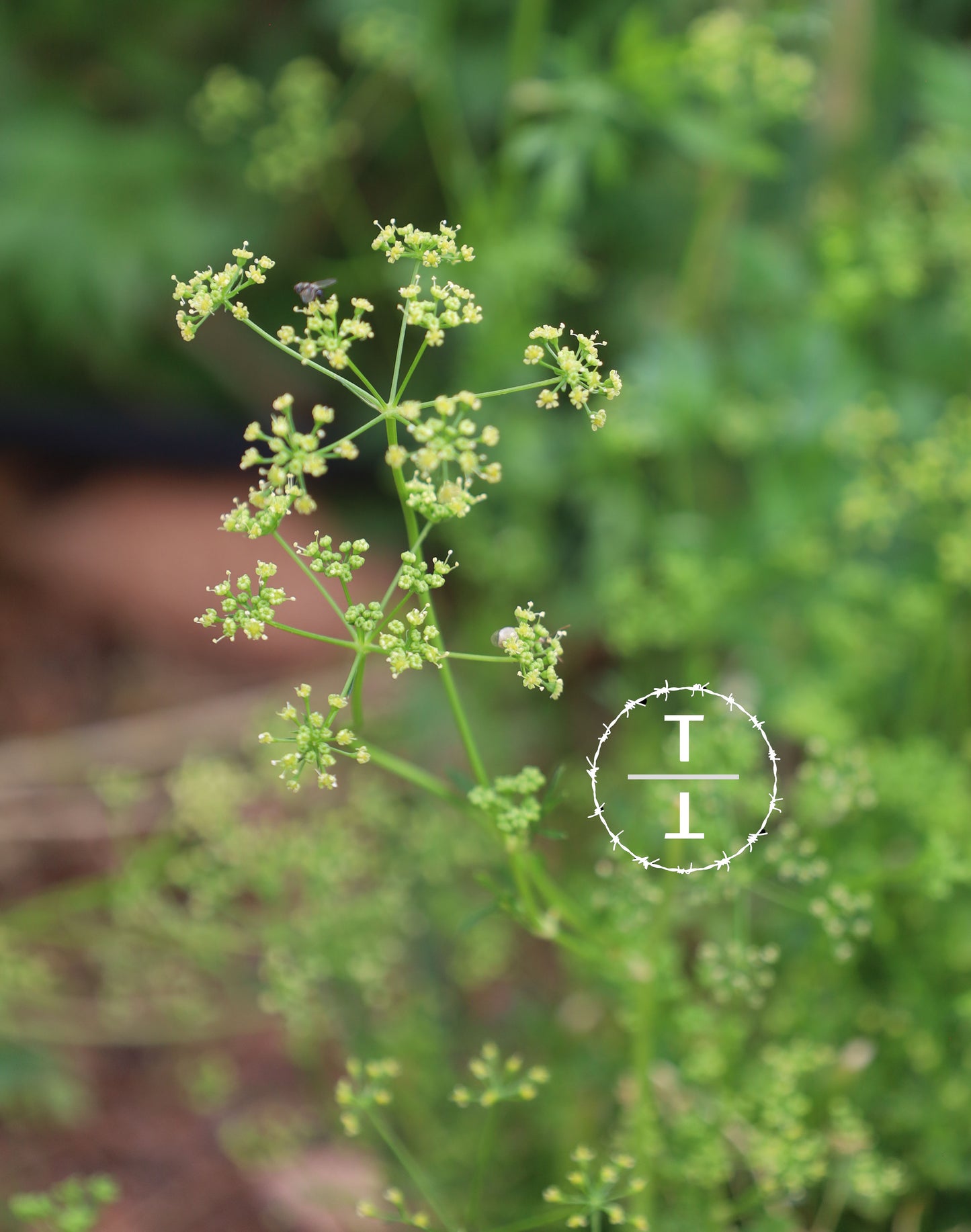 Flat Leaf Parsley