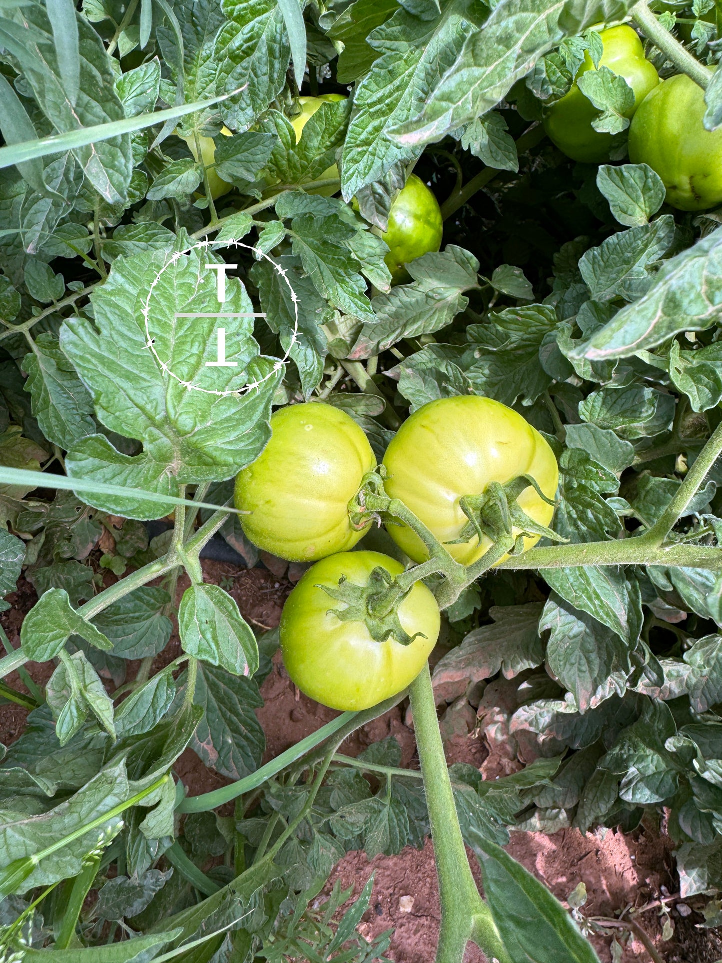 Homestead Tomato