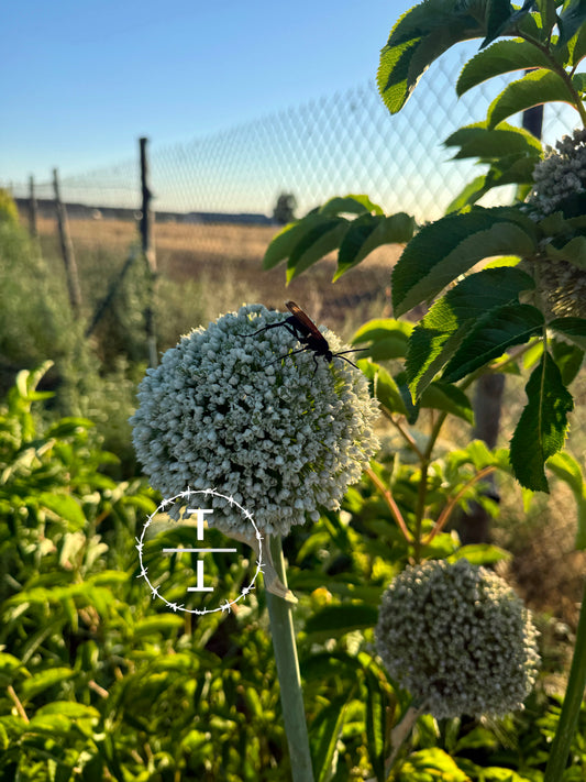 Giant Musselburgh Leeks