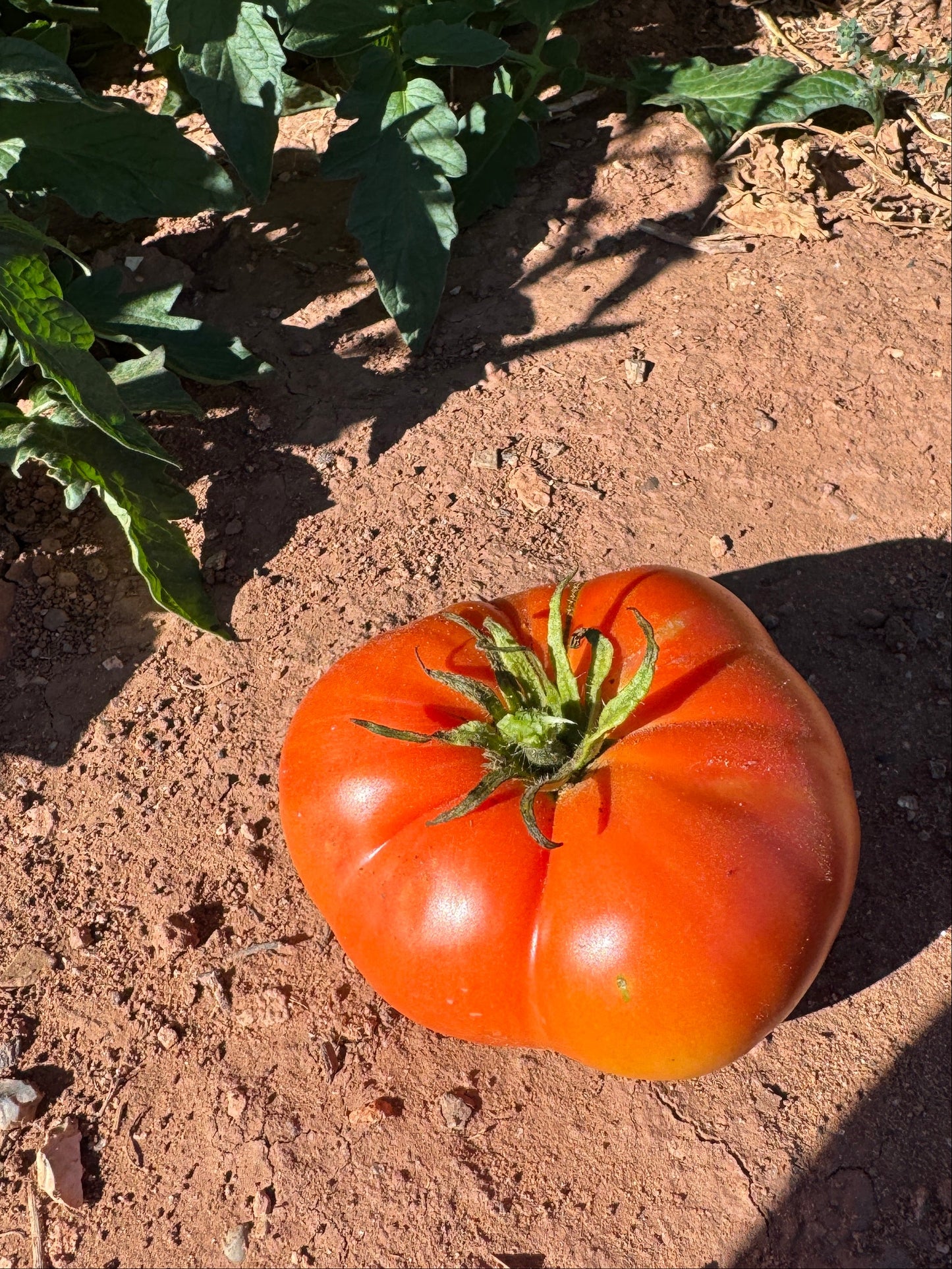 Cuostralee Tomato