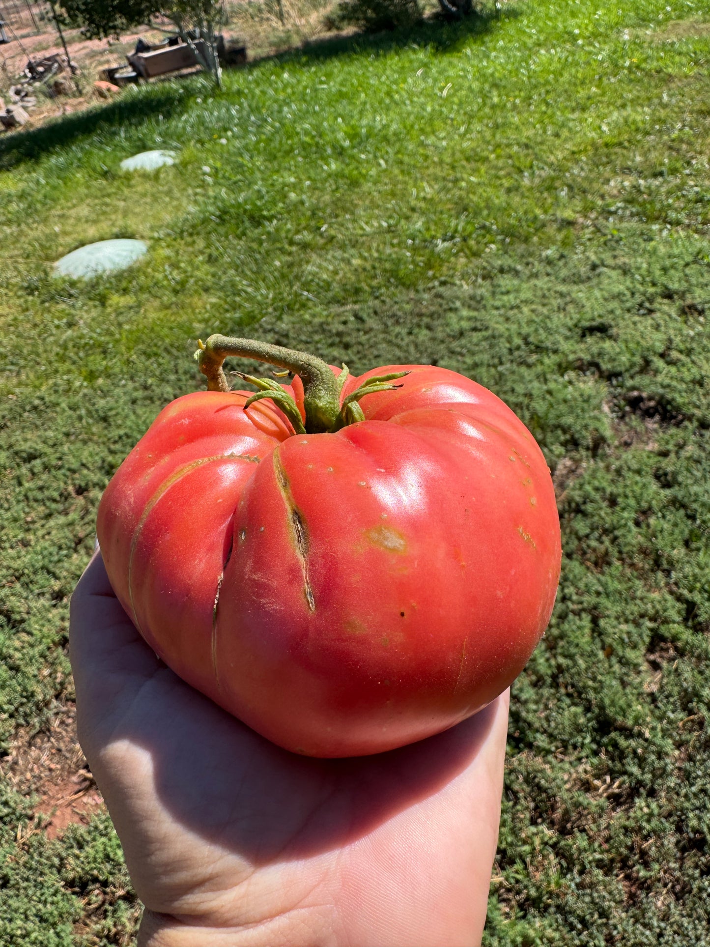 West Virginia Sweet Meat Tomato