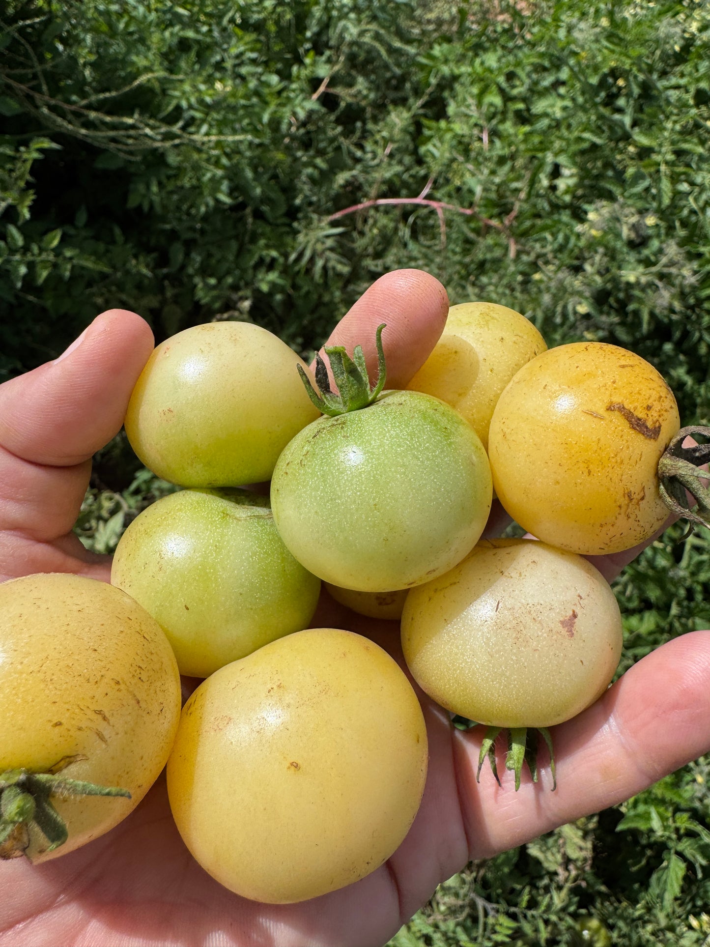 Super Snow White Tomato