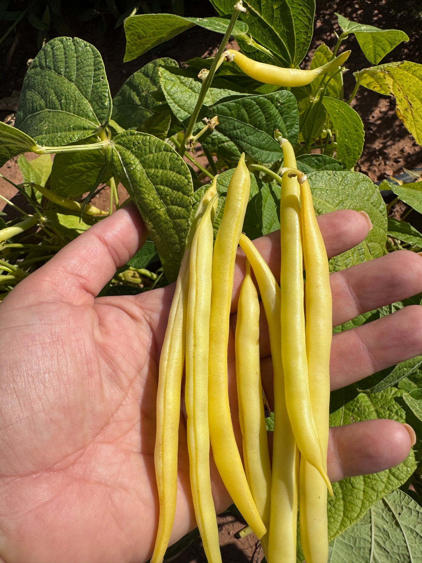 Gold Rush Yellow Bush Bean