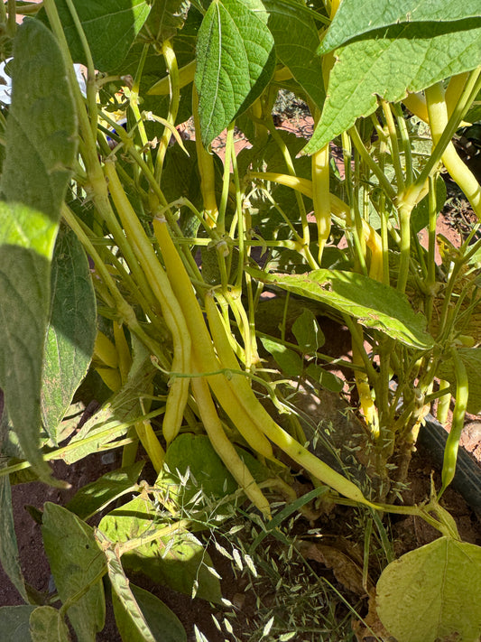 Gold Rush Yellow Bush Bean