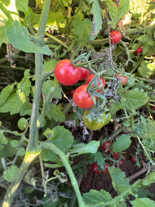 Wild Everglades Tomato