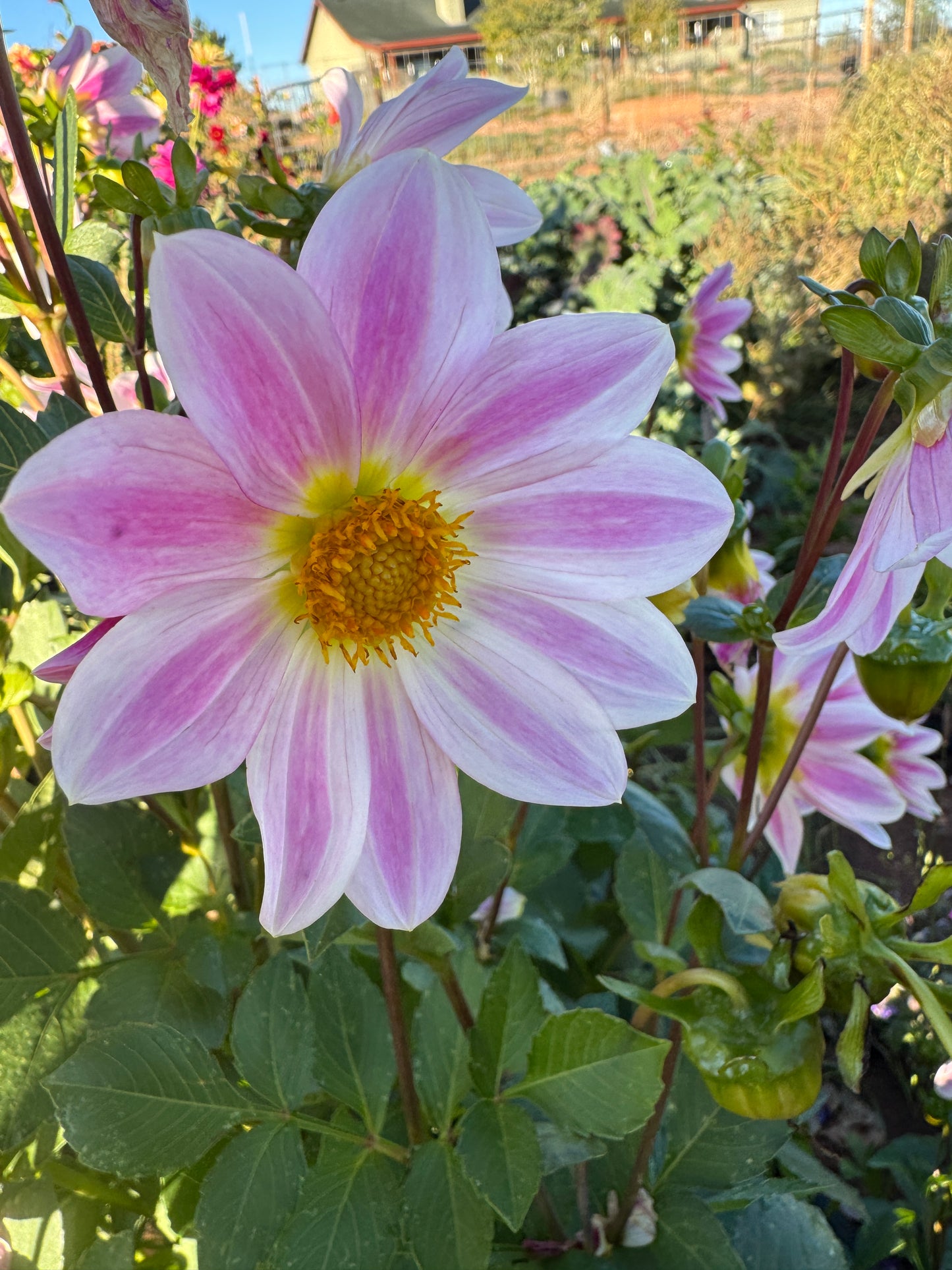 Bunny Ears Inspired (Seed Dahlia)