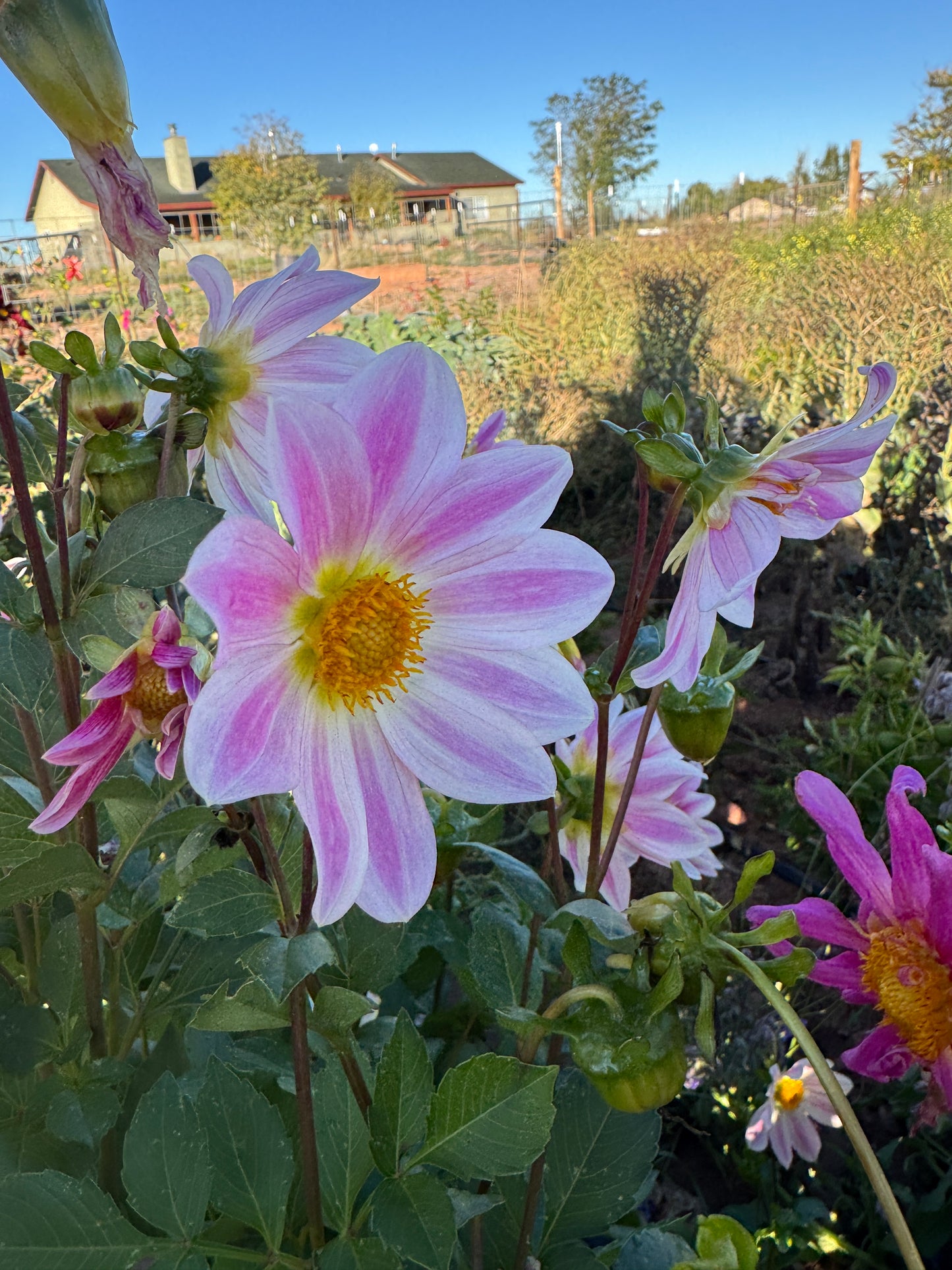 Bunny Ears Inspired (Seed Dahlia)